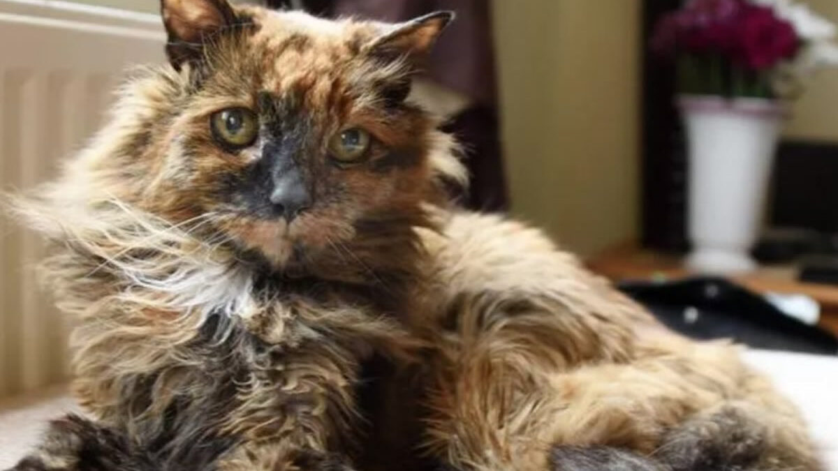 Con 33 años, muere Rosie, una de las gata más vieja del mundo