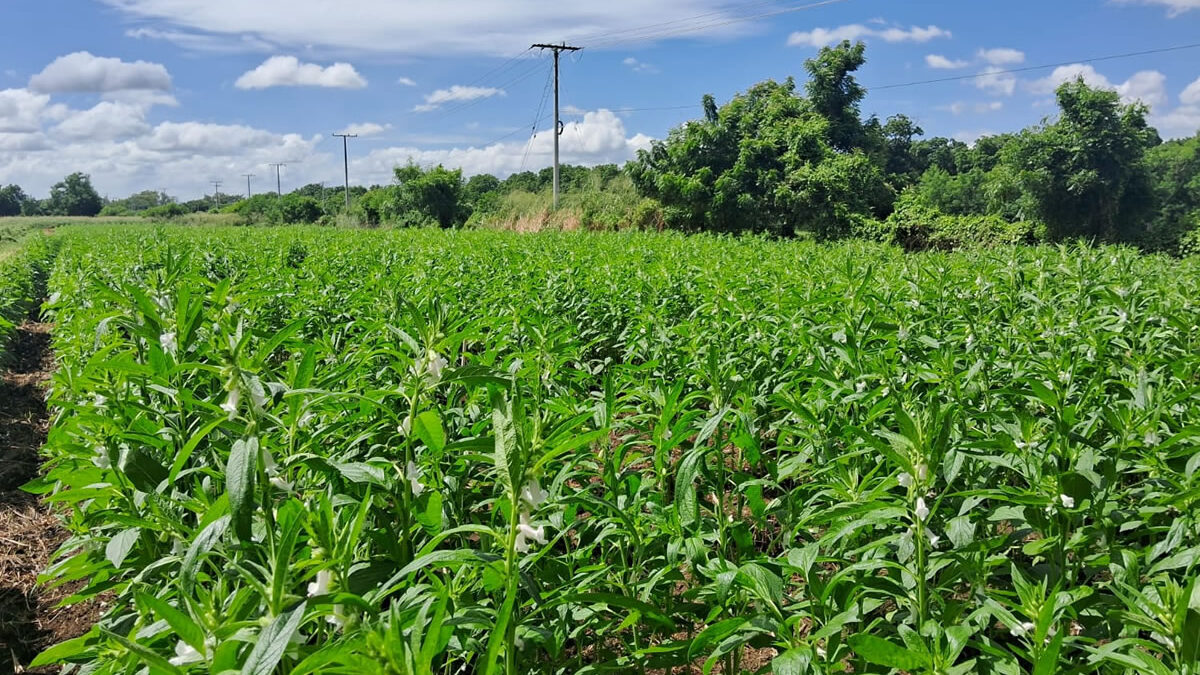 Capacitan a productores de Managua para mejorar cultivos de ajonjolí