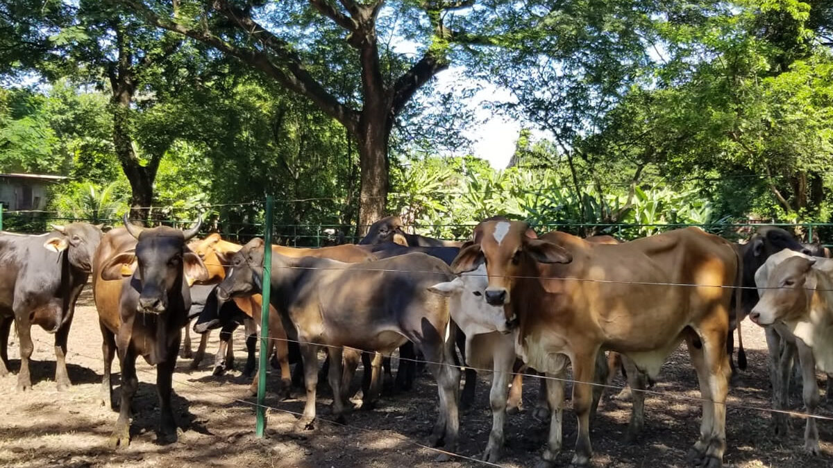 Inauguran módulo de engorde de ganado, para aumentar la producción de carne y leche