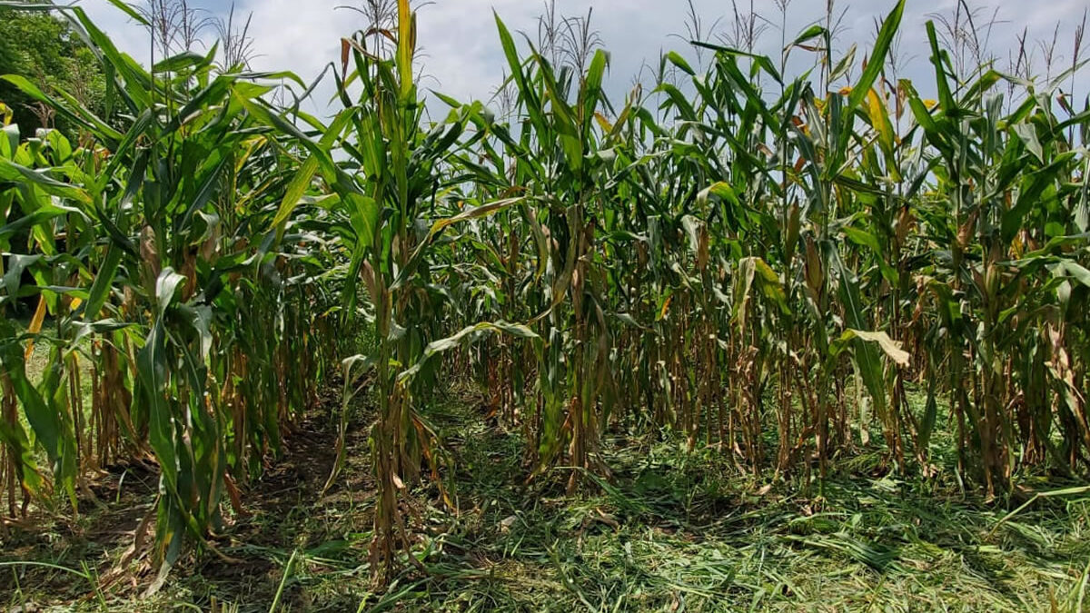 Nueva variedad de maíz blanco híbrido promete más cosechas