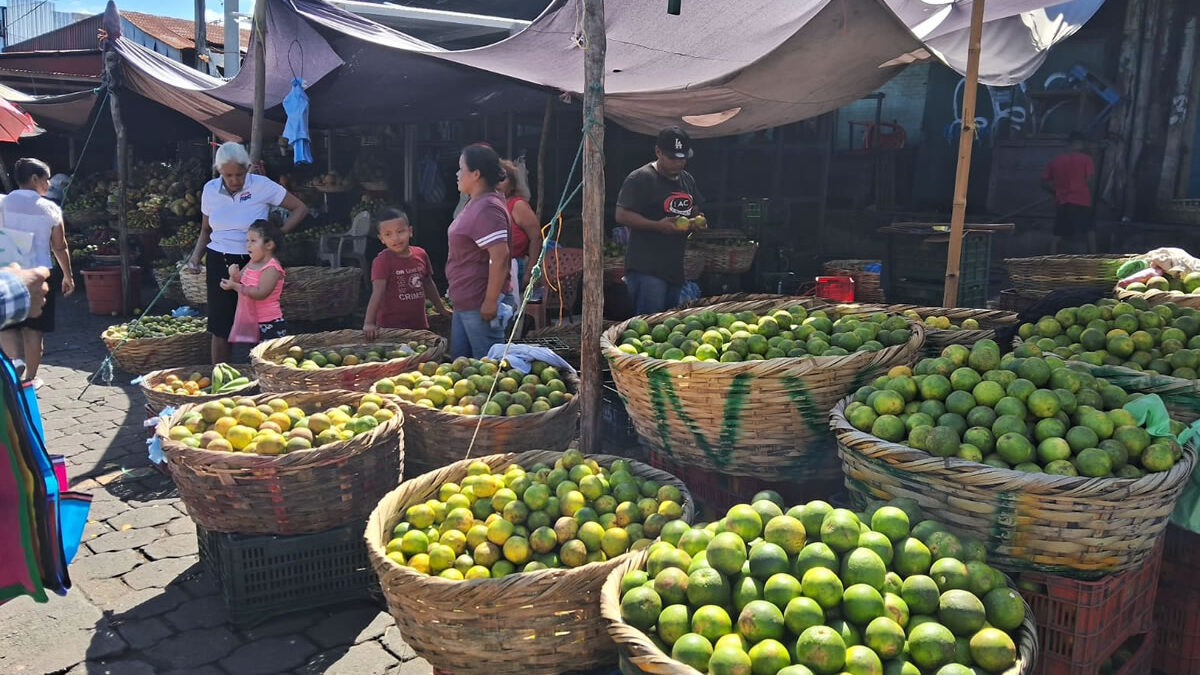 Buen abastecimiento de caña y naranjas para los novenarios a la Purísima