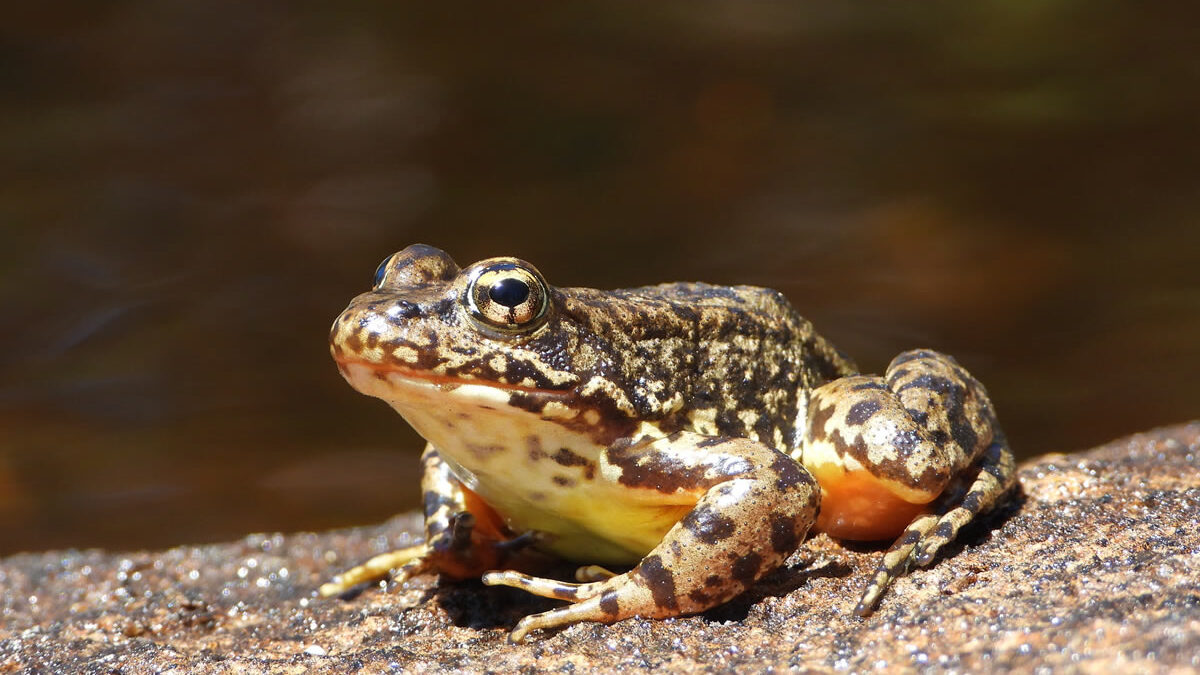 Científicos en EE. UU. recuperan la rana sierrae, especie casi extinta