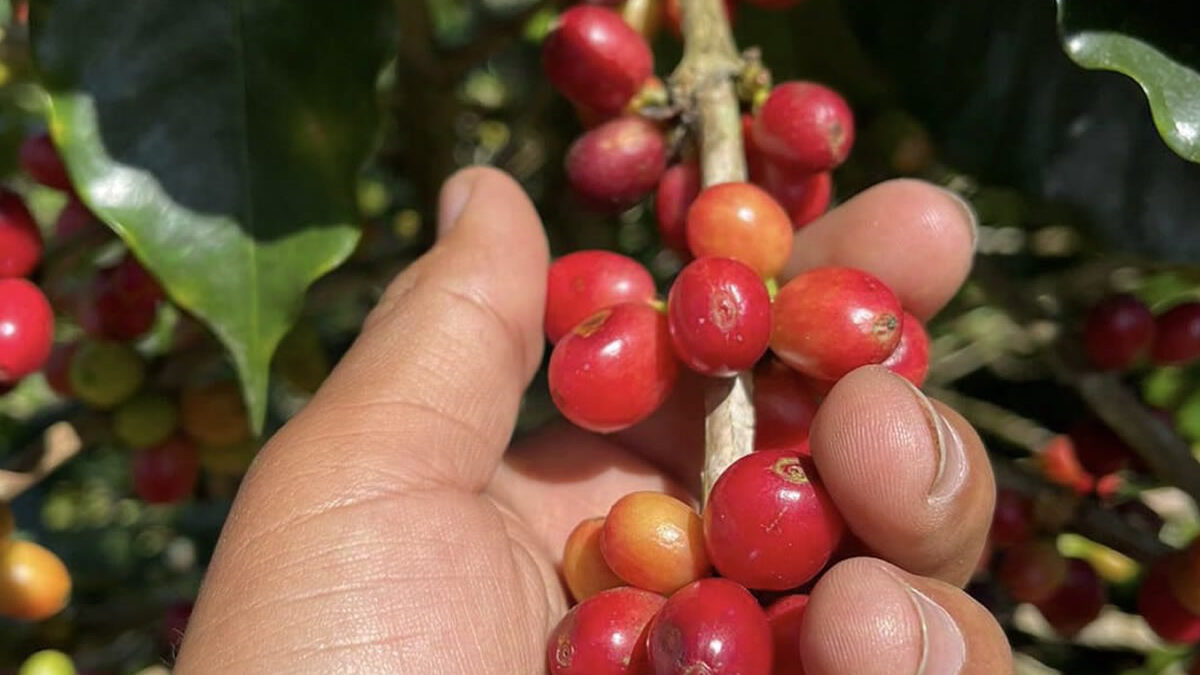 Inicio de la cosecha cafetalera 2024-2025 con grandes logros y desafíos