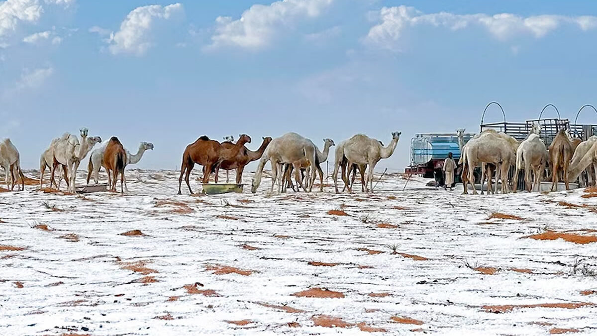 ¡Un hecho sin precedentes! Nieve en el desierto de Arabia Saudita por primera vez