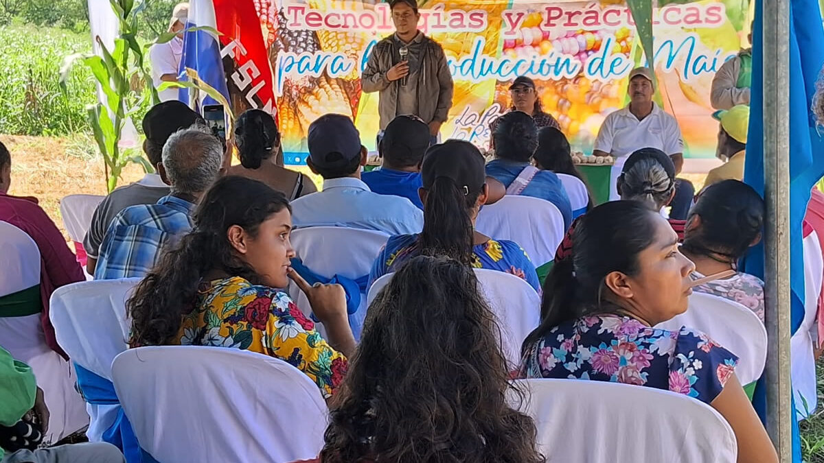 Productores conocen beneficios de nueva semilla de maíz blanco, Híbrido INTA 24