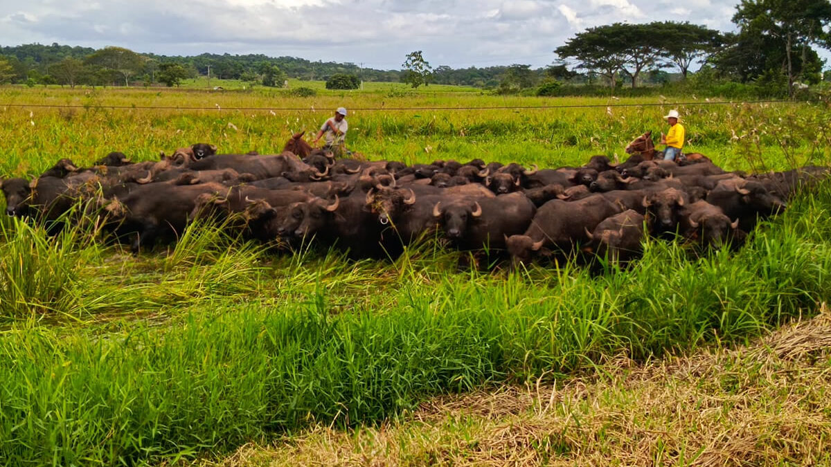 Carne y leche de búfalo: Una alternativa alimentaria prometedora en Nicaragua