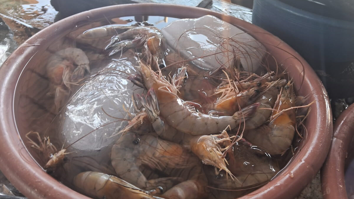 Alza en los precios de mariscos en el mercado Israel Lewites