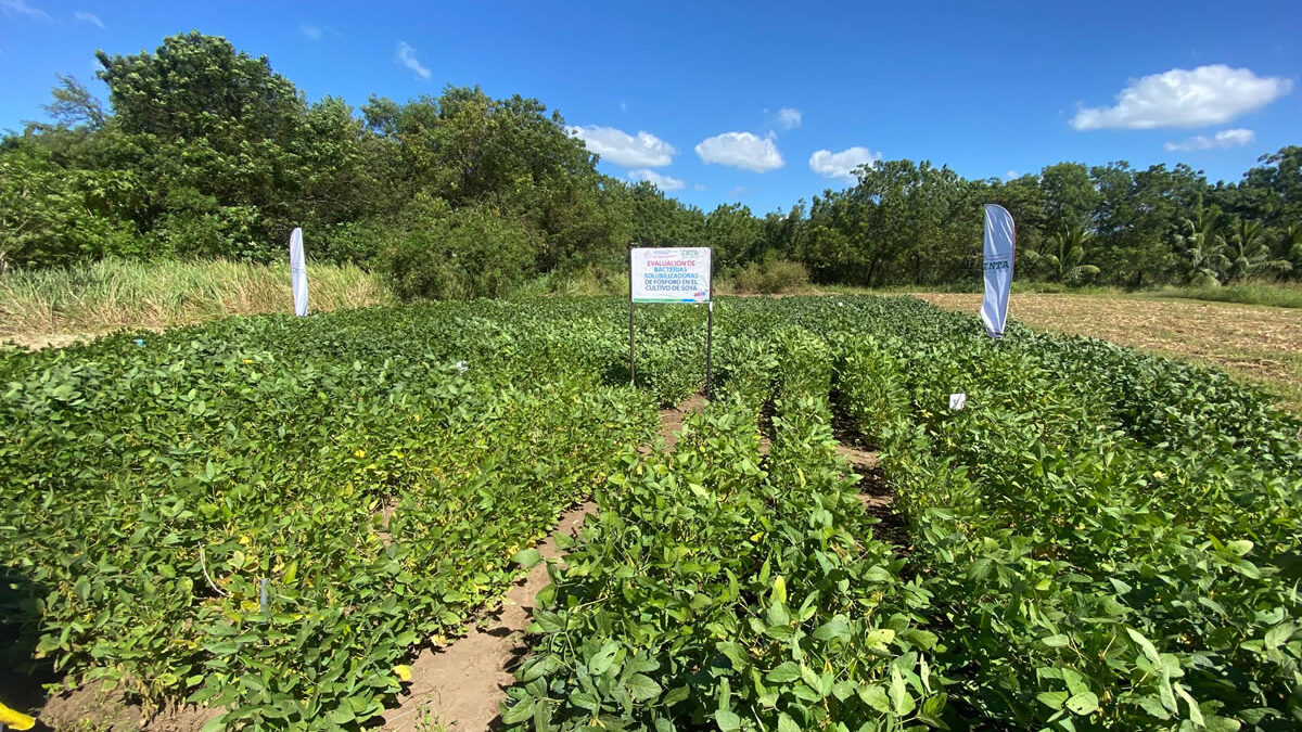 INTA impulsa tecnología para optimizar el rendimiento del cultivo de soya