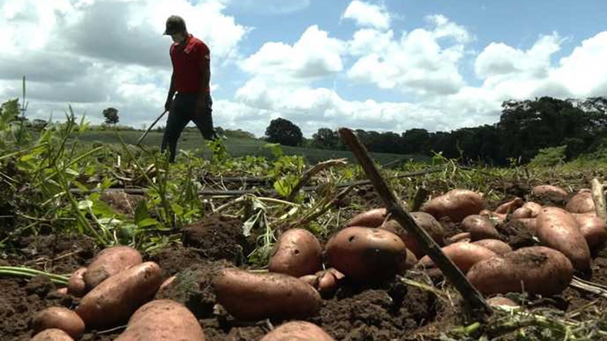 Nicaragua avanza en la producción de papa para el mercado local