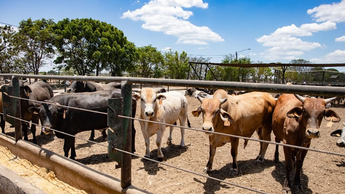 Nicaragua exporta primer lote de carne a China gracias a su estatus sanitario