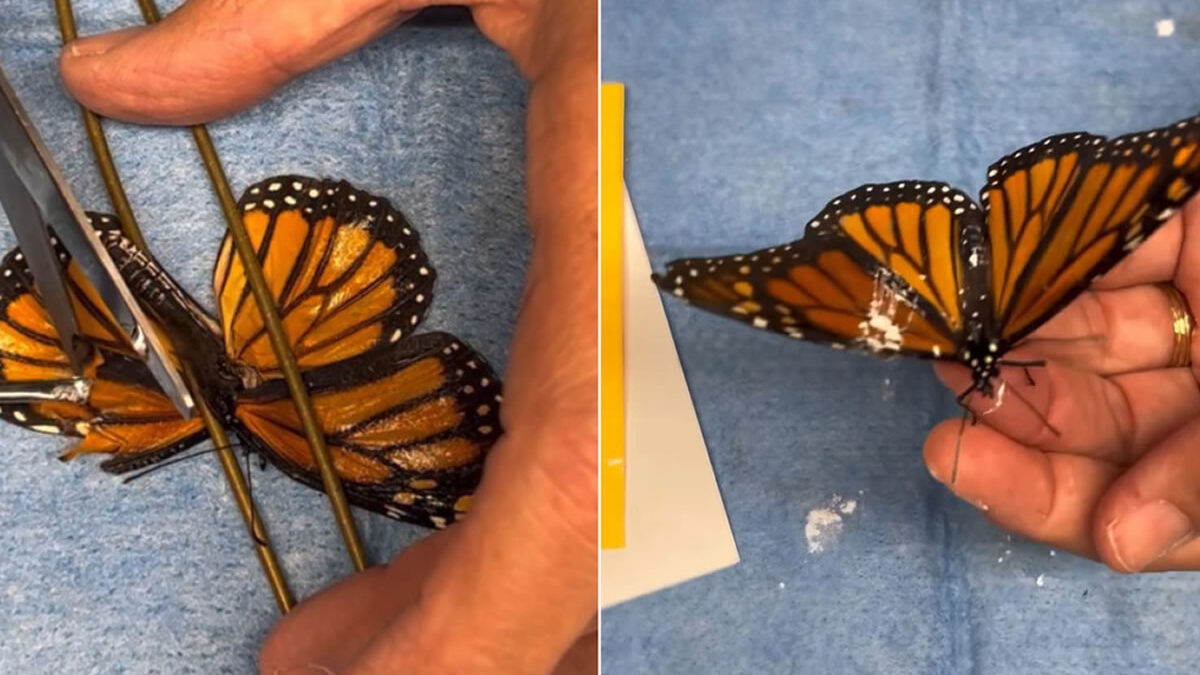 Mariposa recupera su vuelo gracias a innovador trasplante en EE.UU.
