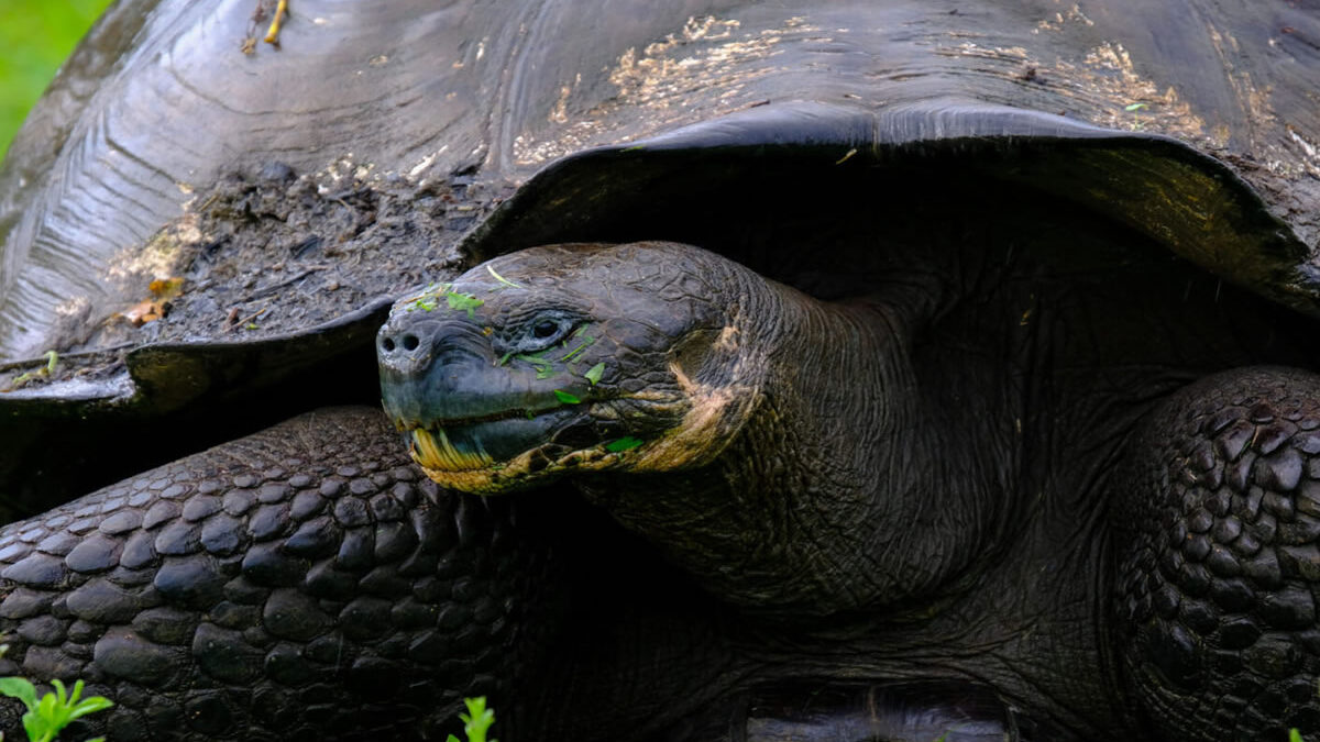 Liberan 277 tortugas gigantes en islas Galápagos para restauración ecológica
