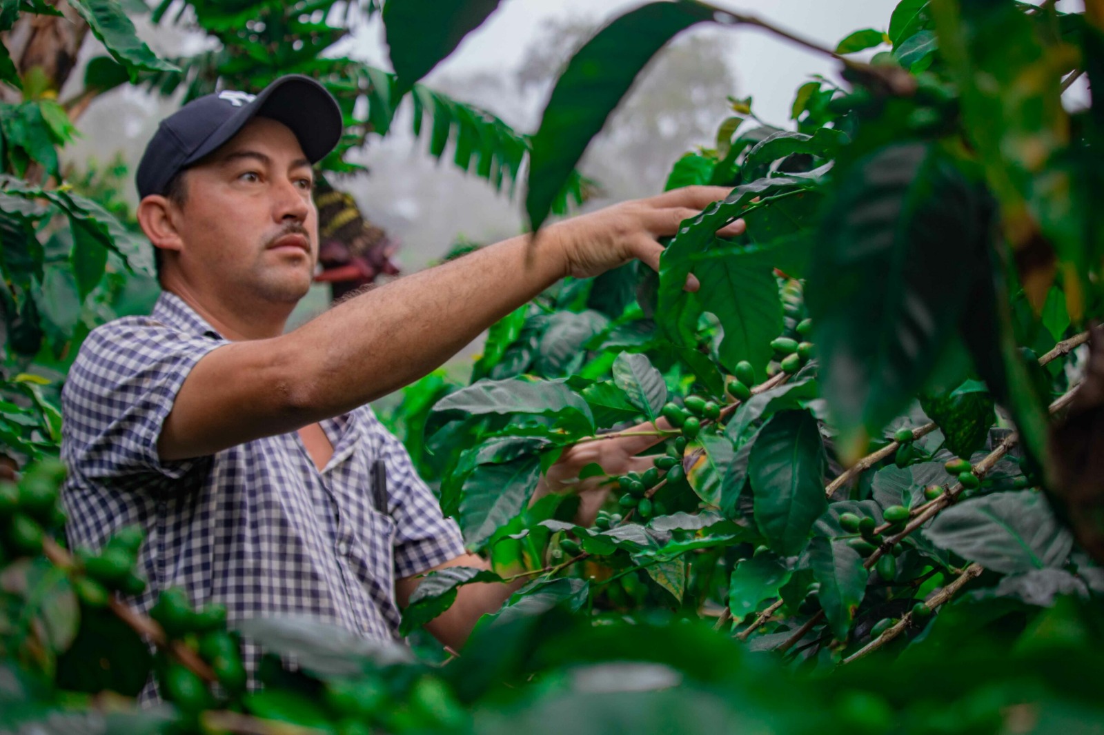 Café nicaragüense impulsa divisas con crecimiento superior al 75% en 2025