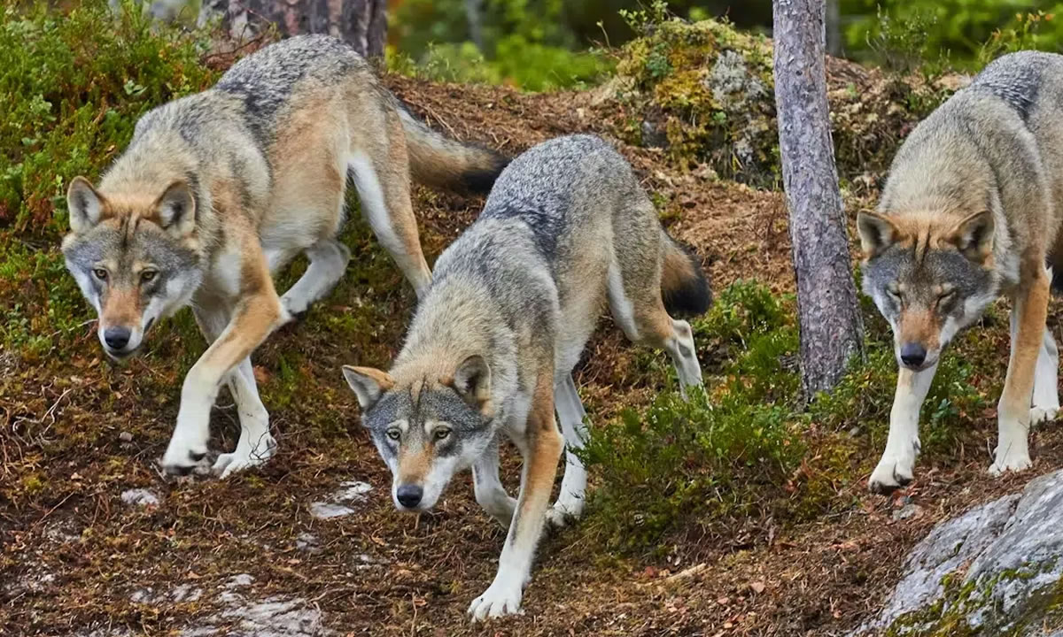 Alarma en Italia: crecen las muertes de lobos y peligra su conservación