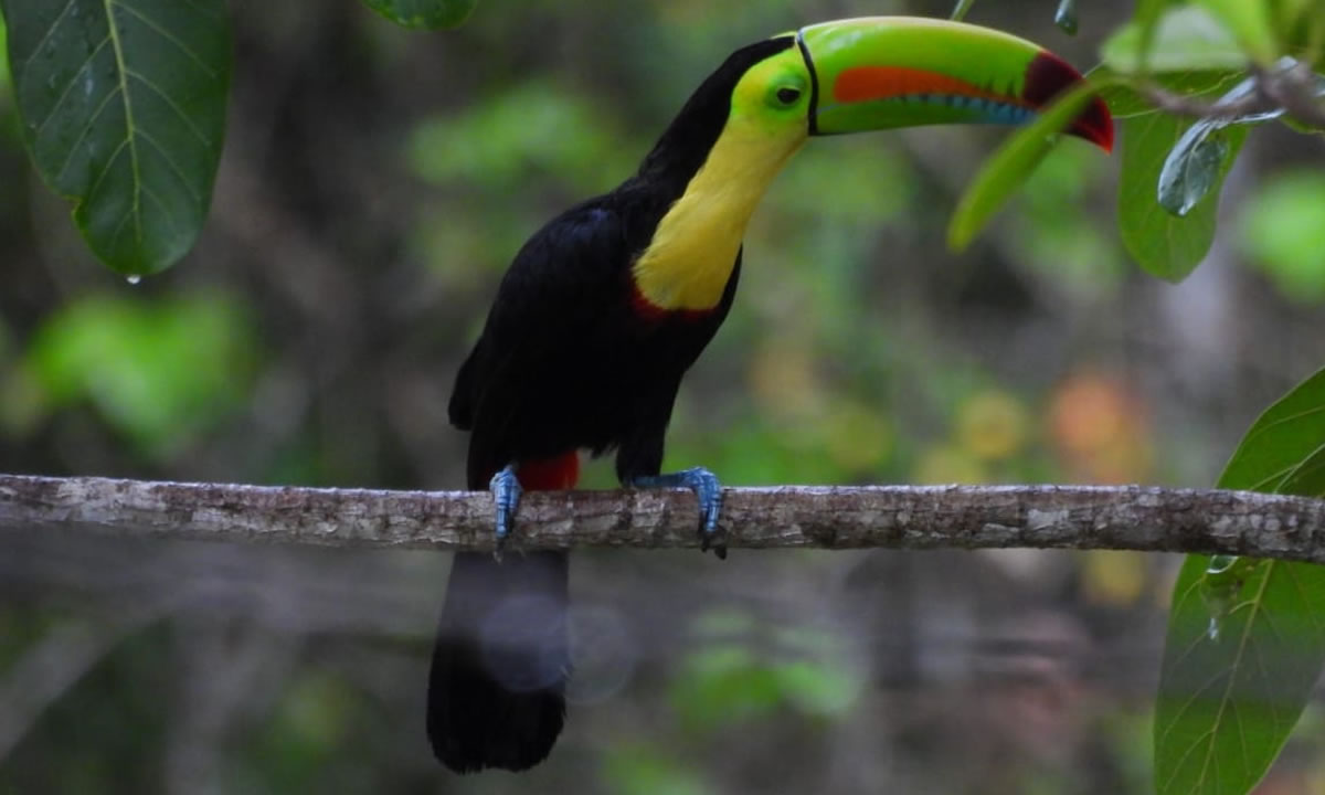 Nicaragua alberga el 7% de la biodiversidad mundial