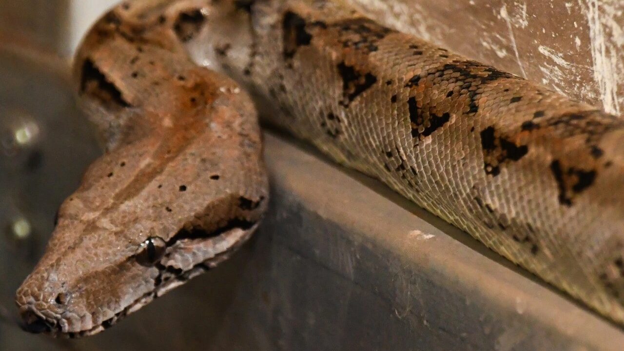 Más de un millón de dólares por exportación sostenible de fauna silvestre