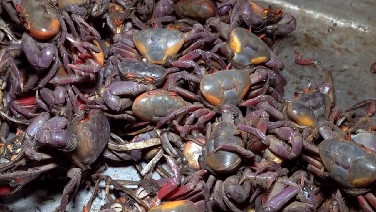 Mariscos frescos no faltan en el mercado Israel Lewites