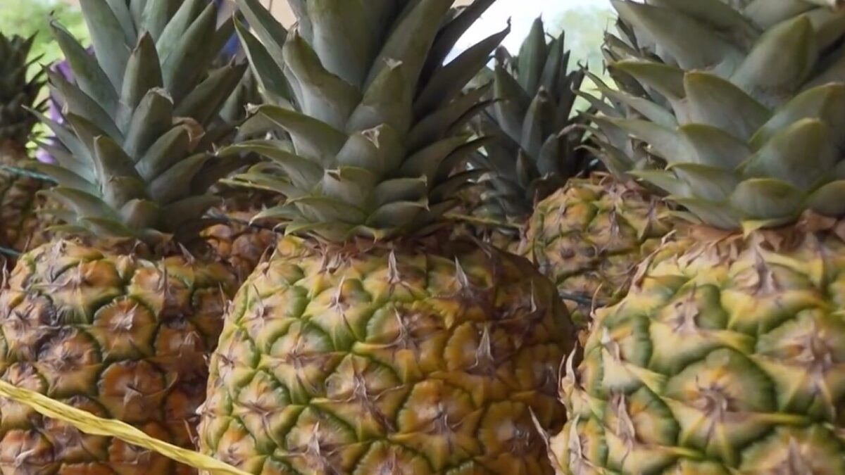 Familias de Ticuantepe impulsan sus ingresos con la venta de piña y coco