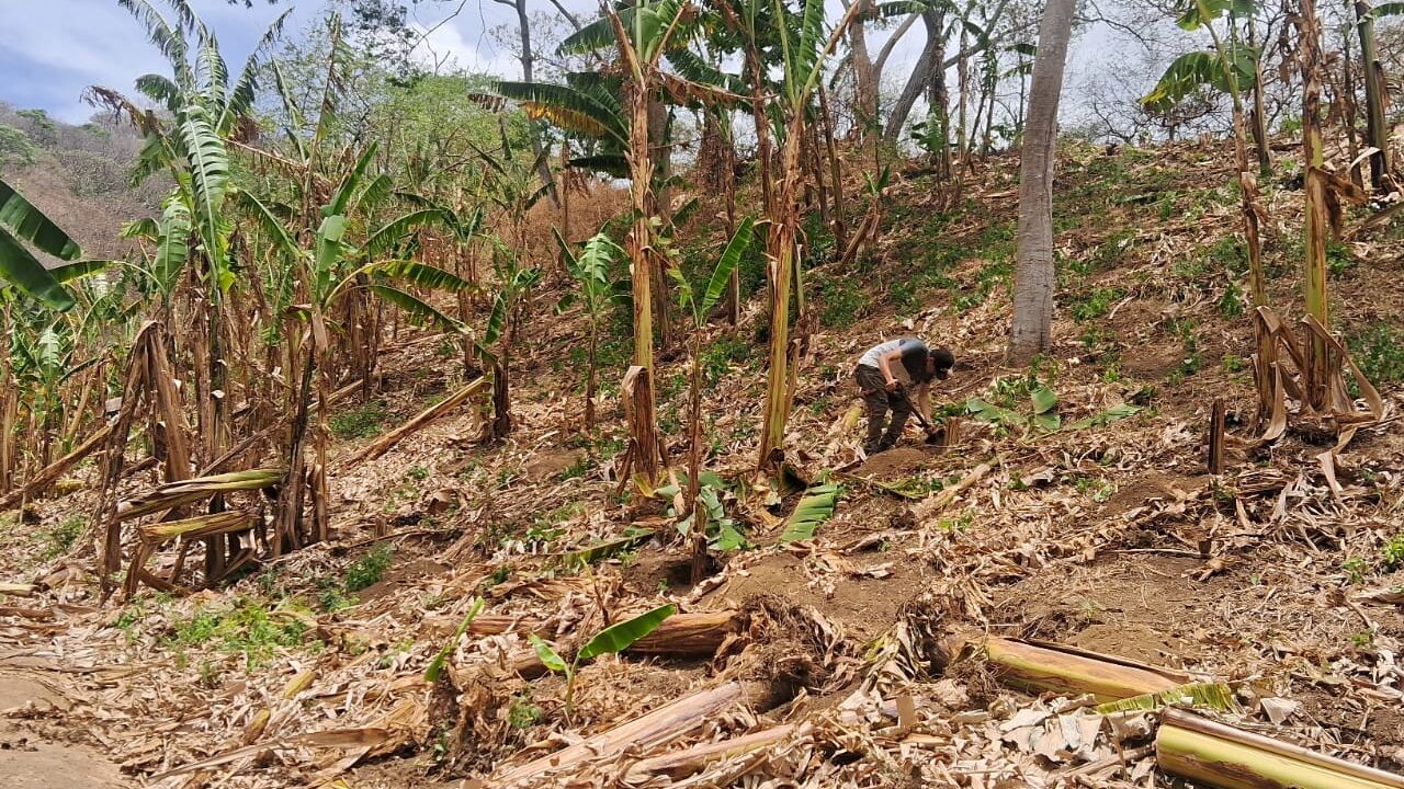 Pequeños productores se preparan para el invierno 2026 con siembra de granos básicos