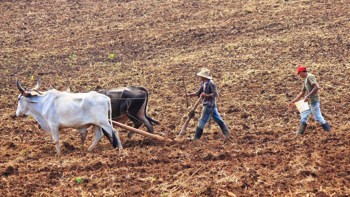 Plan Nacional de Producción apunta a garantizar seguridad alimentaria