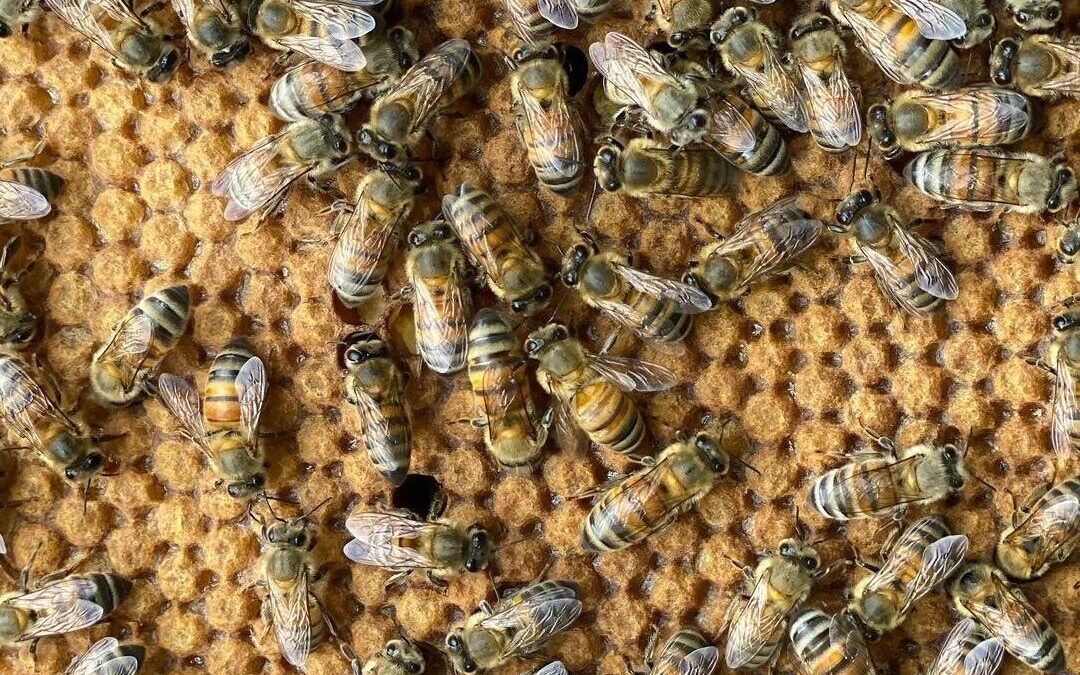 Producción de miel alcanza 800 toneladas en el primer cuatrimestre