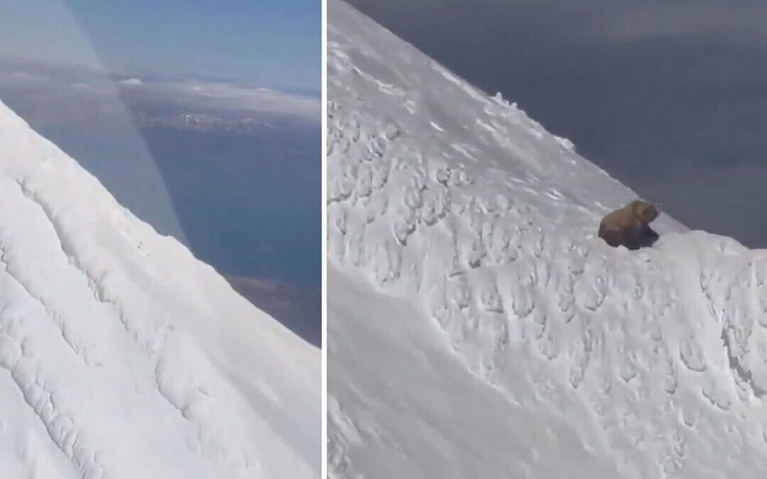 Captan a un oso descansando en una montaña nevada en Alaska