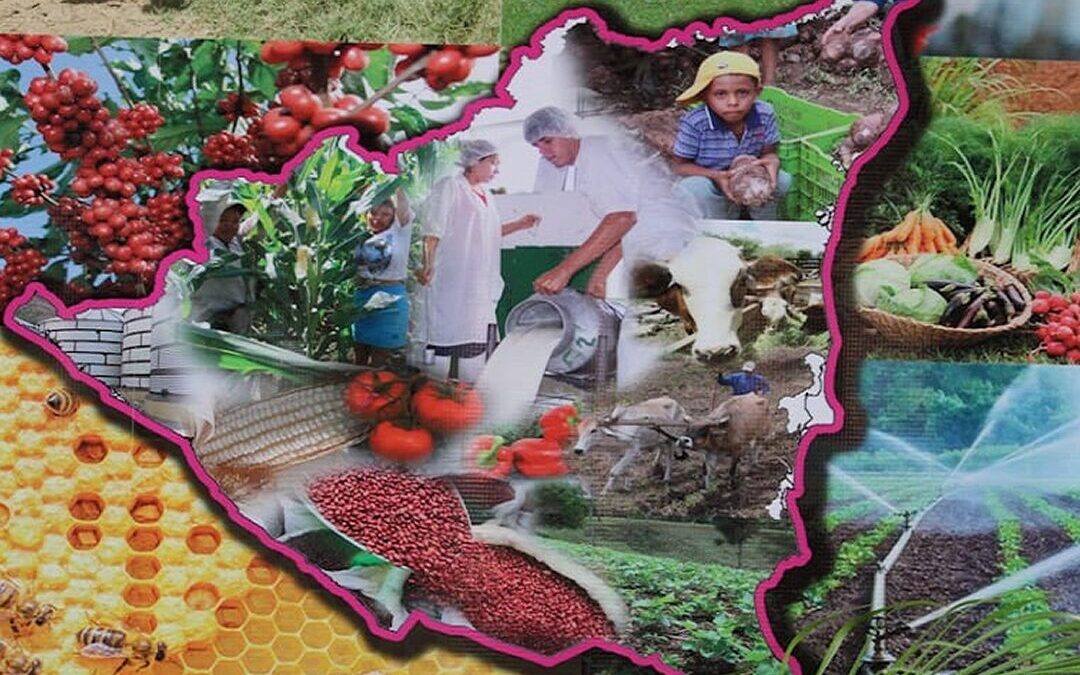 Plan nacional impulsa exportaciones y seguridad alimentaria