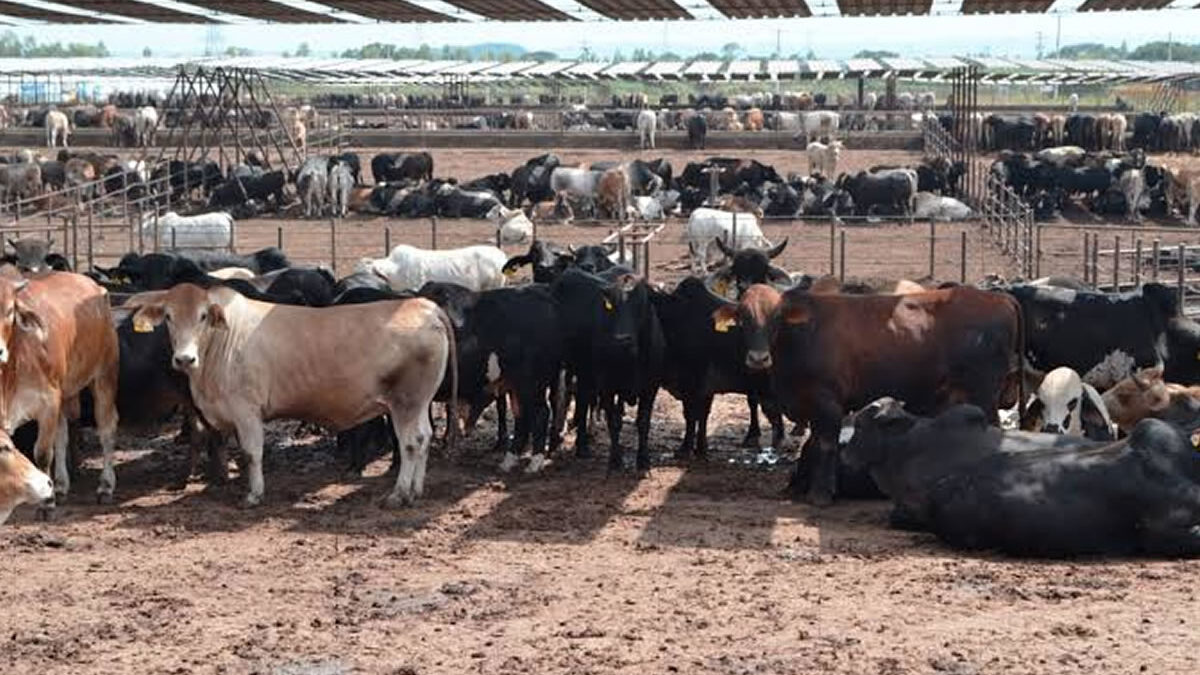 Producción bovina alcanza 177.8 millones de libras de carne en Nicaragua
