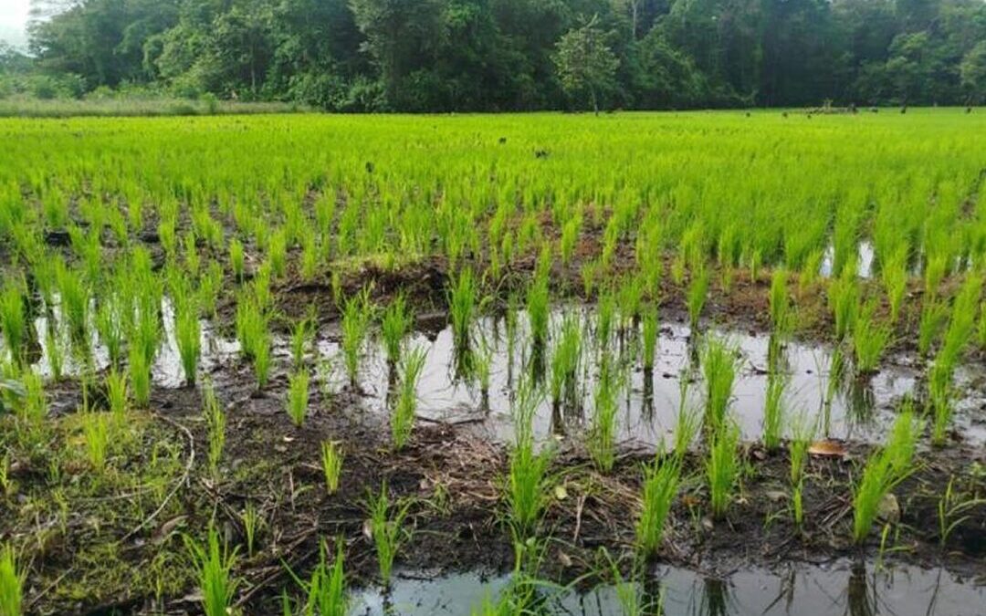 Avanza siembra de arroz secano para el Ciclo Agrícola de Primera