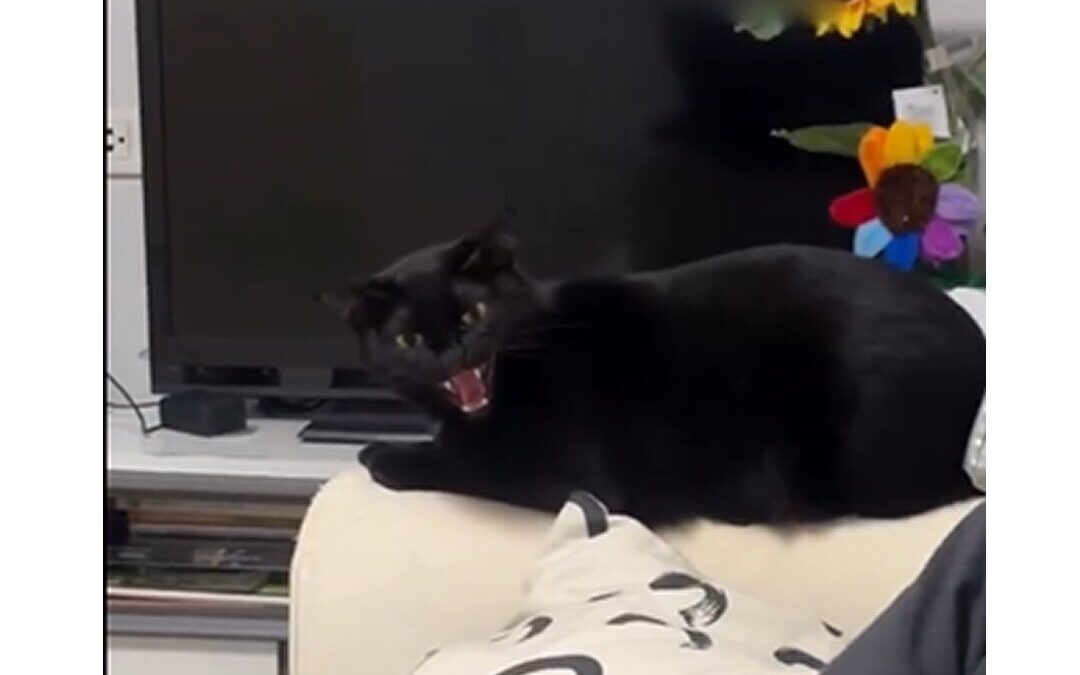 Gato se vuelve viral por su inesperada reacción a la tendencia 6-7