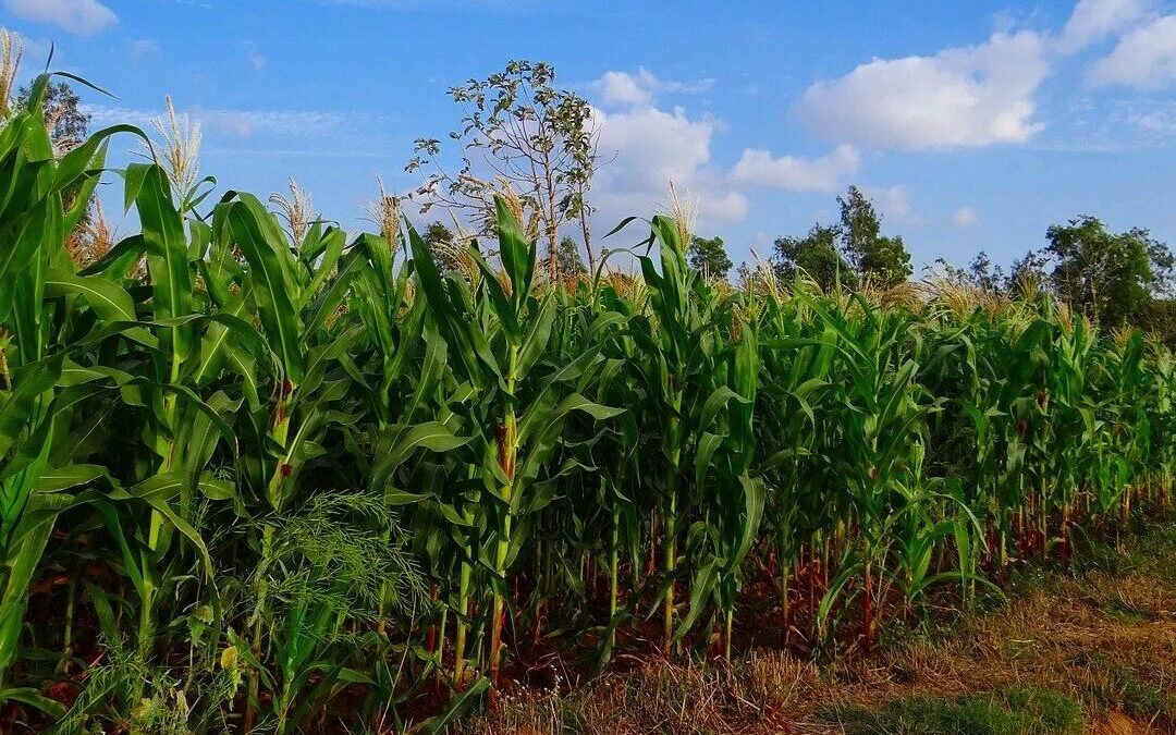 Semillas mejoradas garantizan producción en el ciclo de primera