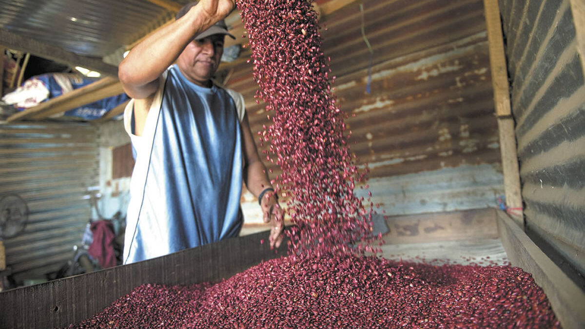 Producción agropecuaria fortalece el abastecimiento y la seguridad alimentaria