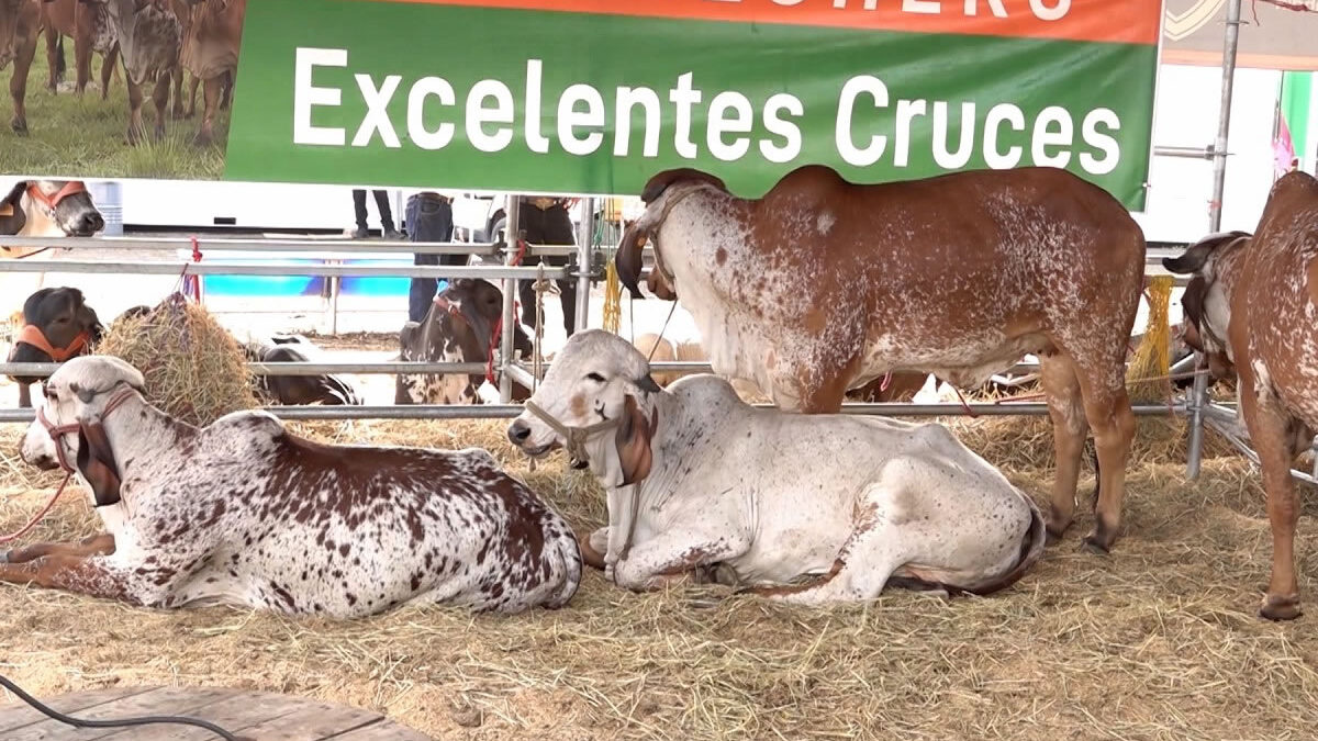 Familias disfrutan del rodeo y la gastronomía en la Feria Ganadera 2026