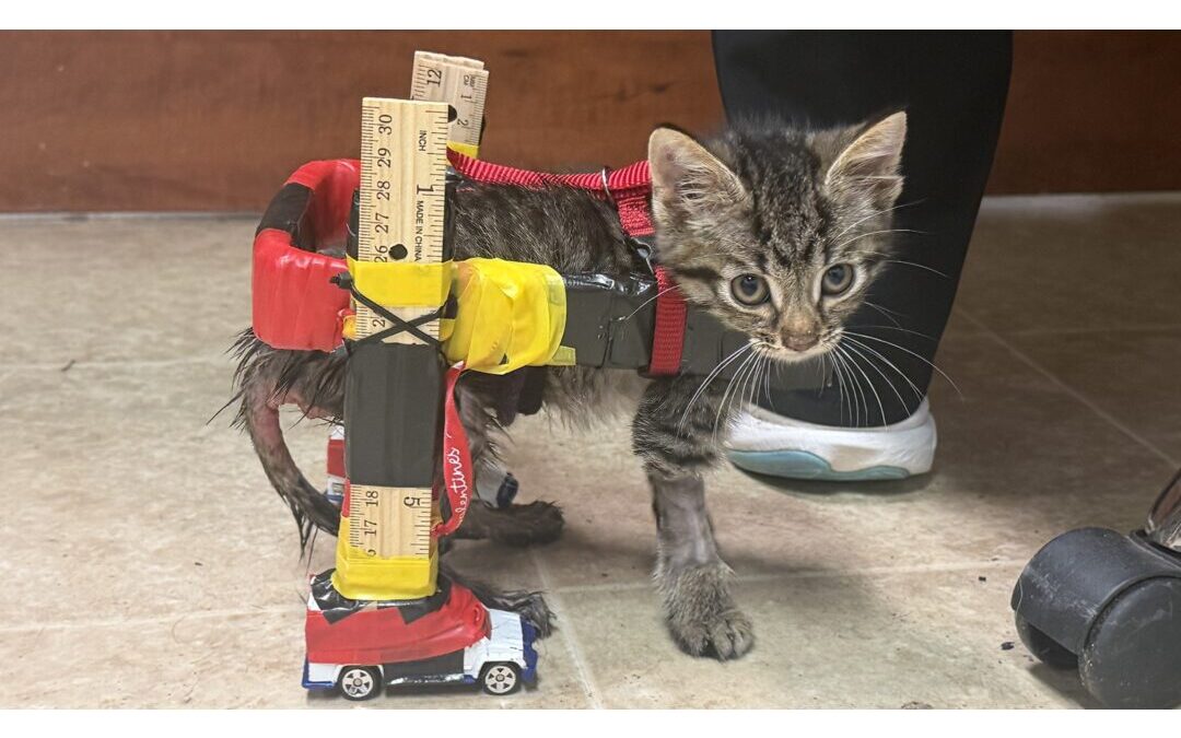 Gatito paralítico vuelve a caminar gracias a silla de ruedas artesanal