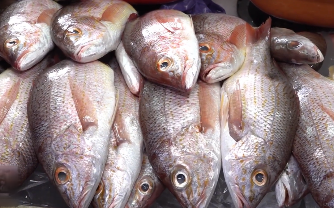 Mariscos mantienen sus precios, salvo el pargo rojo con C$10 de aumento