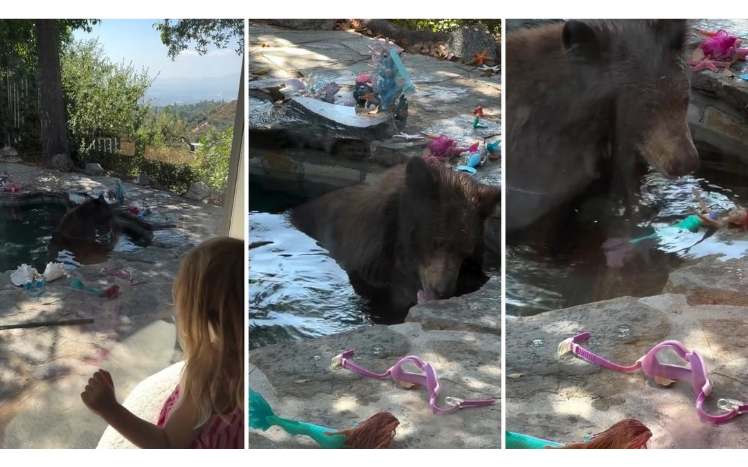 Oso invade una piscina y juega con la muñeca de una niña