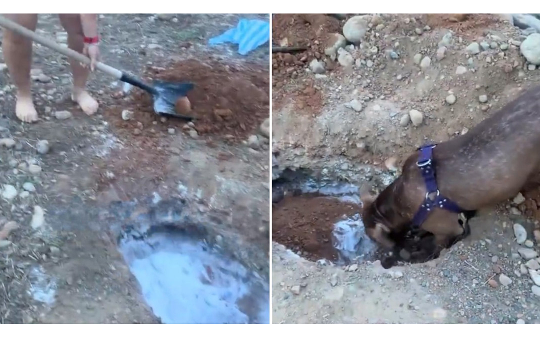 Perrito conmueve al ayudar a sepultar a su amigo canino