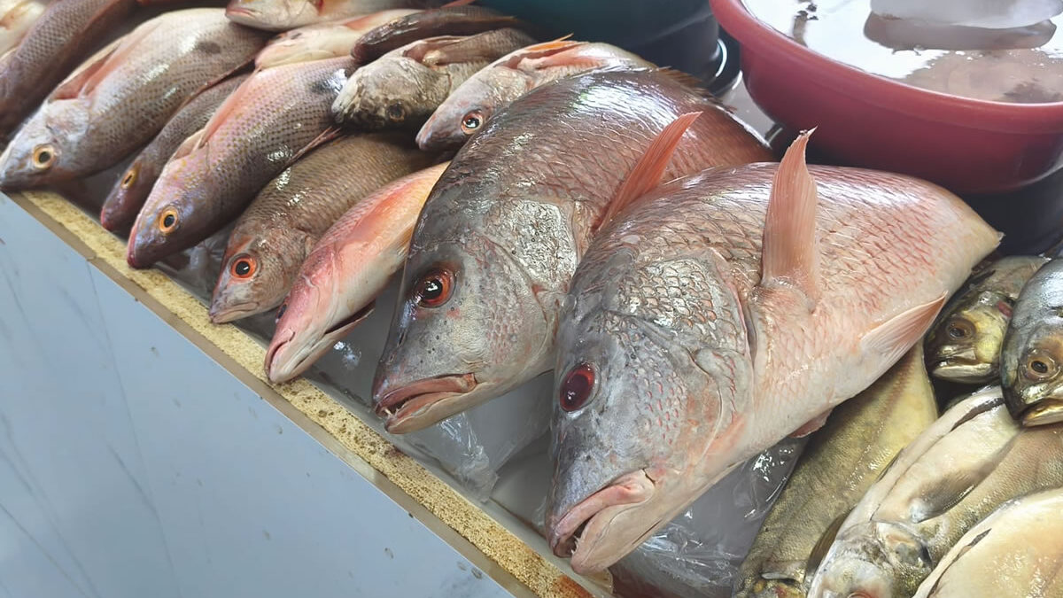 Pargo rojo y tomates suben de precio en el mercado Israel Lewites