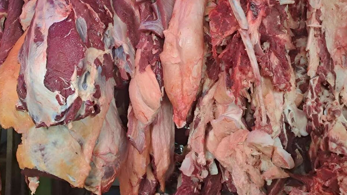 Sector pecuario produce 300 millones de libras de carne a agosto