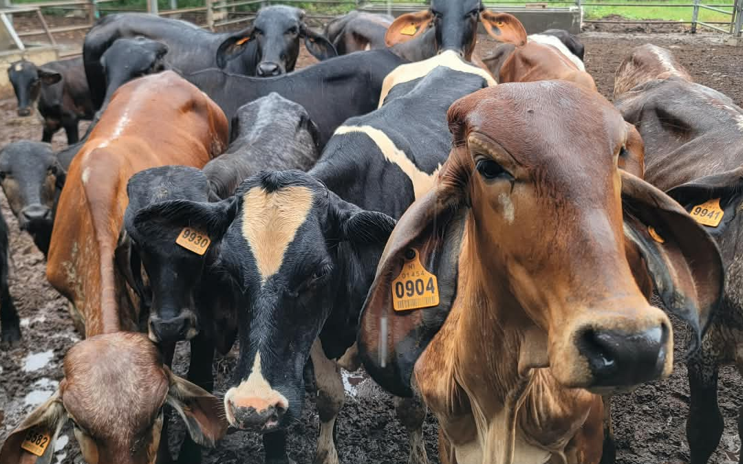 Productores de Tipitapa aplican medidas contra estrés calórico
