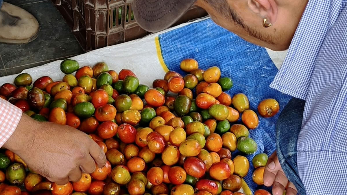Macuelizo celebra la tradicional y única Feria del Jocote 2026