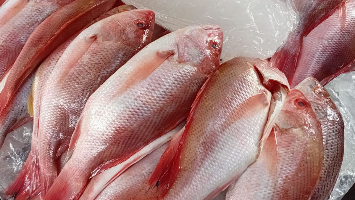 Pargo desde C$120 y mariscos mantienen precios este fin de semana