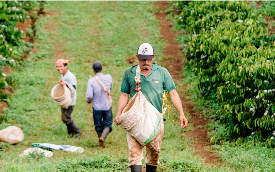 Presentarán plan de seguridad para cosecha cafetalera 2026-2027