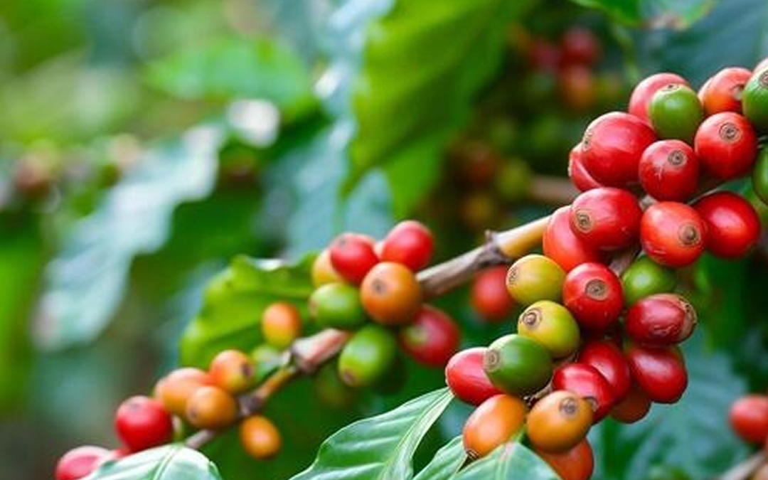 Cosecha de café  2026-2027 podría cerrar con 3.3 millones de quintales oro