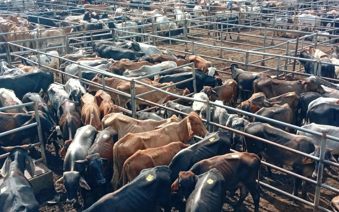 Ganado criollo dinamiza la cadena productiva en subastas nacionales