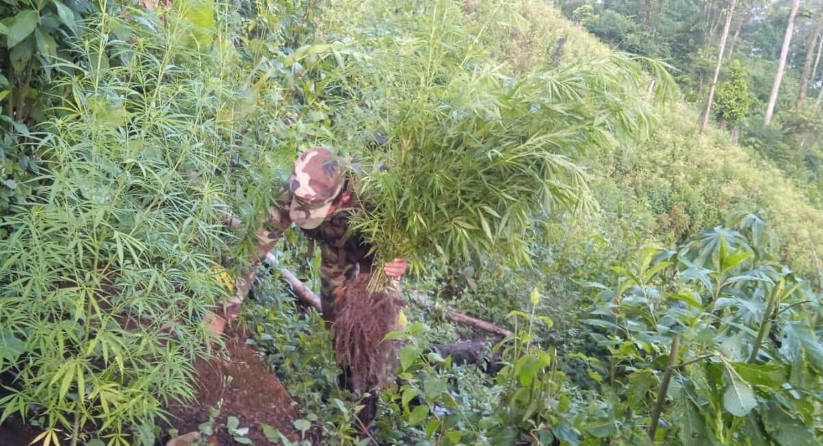 Ejército de Nicaragua neutraliza grupo delictivo y destruye marihuana en Siuna
