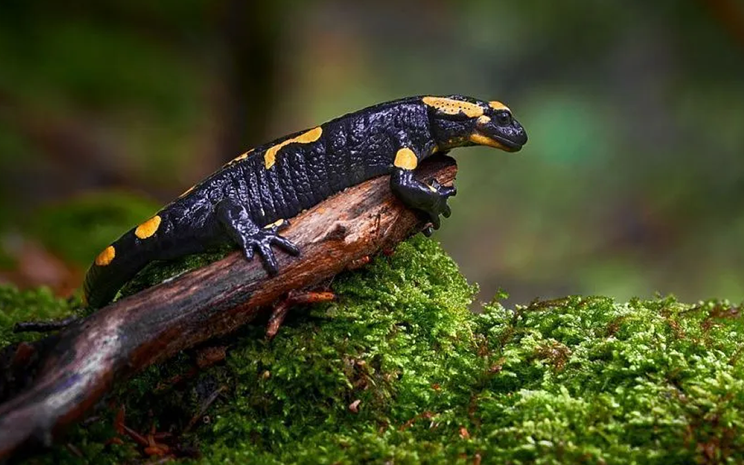 Irán usa inteligencia artificial para proteger su fauna
