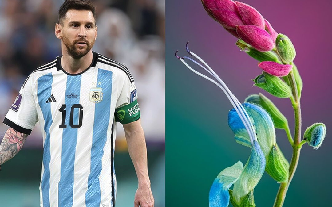 Bautizan nueva especie de planta en honor a Lionel Messi